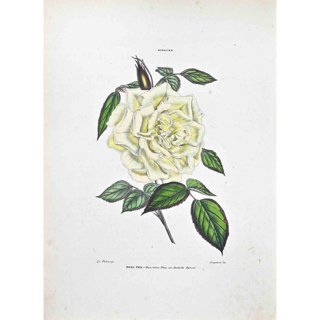 Lithograph hand watercolored. Plate from "Atlante di Botanica popolare ossia Illustrazione di Piante Notevoli di ogni...