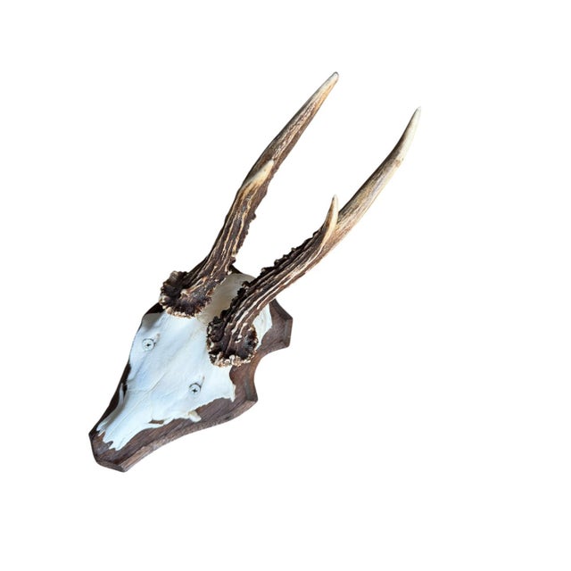 Roe Deer Trophy 154 Black Forest Antlers Mount For Sale - Image 4 of 5