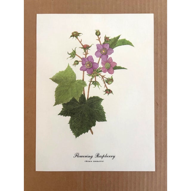Up for sale is this charming print from an original painting by noted artist Mary Vaux Walcott (1860-1940), matted in an...