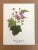 Up for sale is this charming print from an original painting by noted artist Mary Vaux Walcott (1860-1940), matted in an...