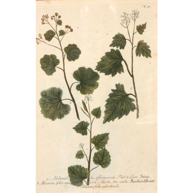 Set of Eight Framed Botanicals by J. Wilhelm Weinmann For Sale - Image 15 of 17
