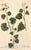 Set of Eight Framed Botanicals by J. Wilhelm Weinmann For Sale - Image 15 of 17