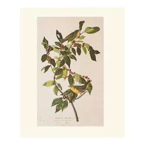 1966 Vintage American Classical Print "Nashville Warbler" After John James Audubon