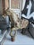 Chinese Republic Period Chinese Polychromed Carved Wooden Tang Horse For Sale - Image 3 of 12