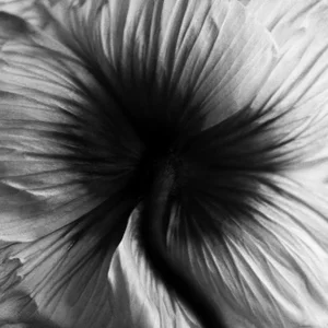 Ugne Pouwell, Navel of the Dream, 2025, Photogrpahy, Limited Edition 20