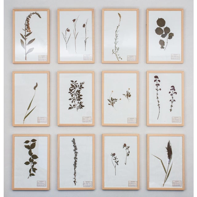 1990s Vintage French Pressed Botanicals, Set of 12 For Sale - Image 12 of 12