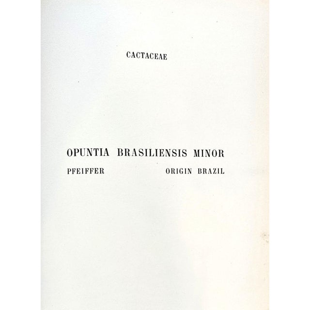 1930s 1939 Set of 2 French Cactus Botanical Lithographs, Documentation, Matted For Sale - Image 5 of 5