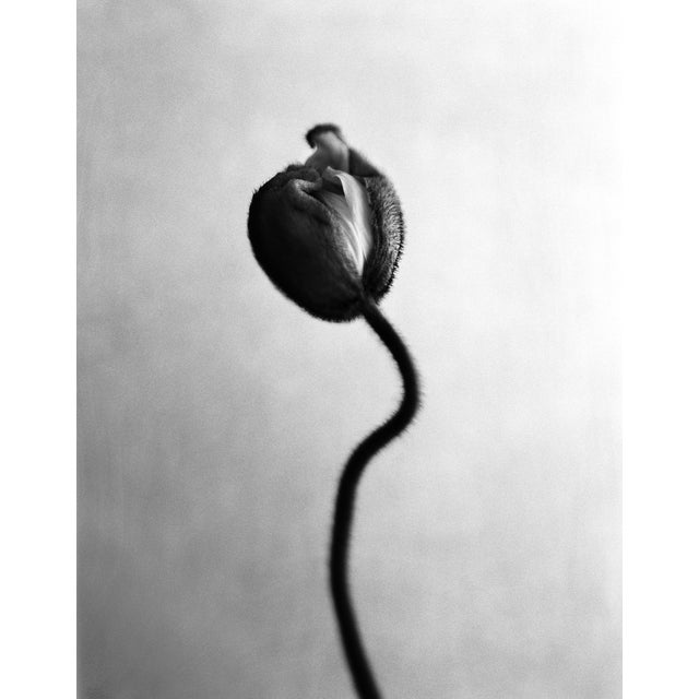 Ugne Pouwell, Poppy No.12, 2025, Analogue Black and White Floral Photography, Limited Edition 20 For Sale