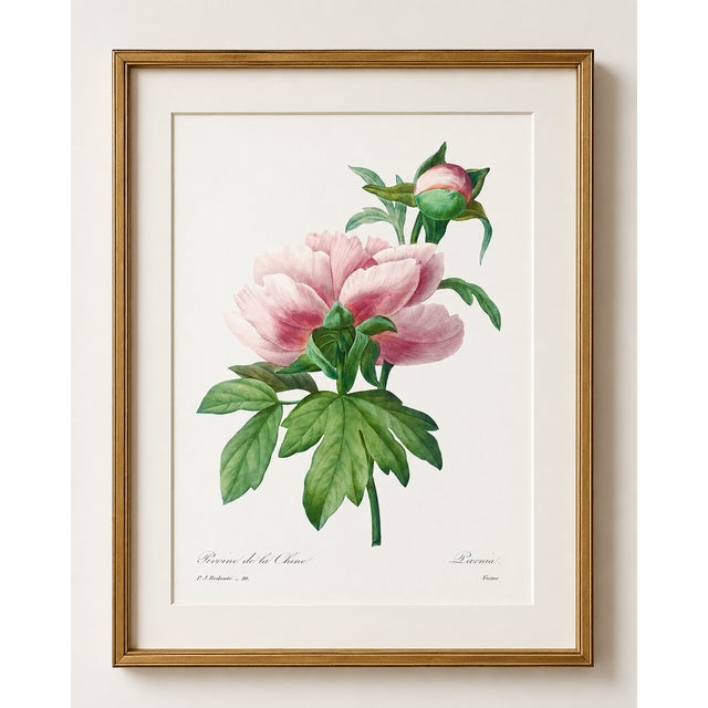 Peony by Pierre-Joseph Redouté, Vintage Botanical Art Print, 16" X 20" For Sale In Buffalo - Image 6 of 8