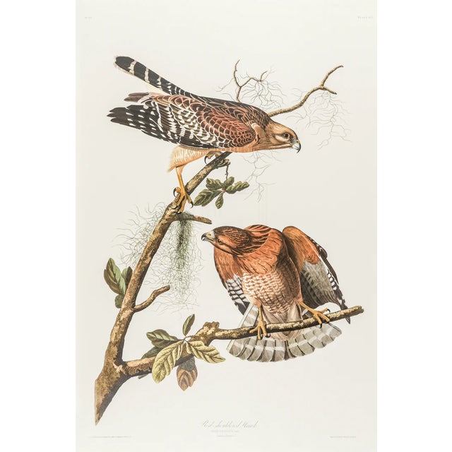 1980s The Abbeville Press Edition of the Red-Shouldered Hawk (Plate 56) From the Birds of America by John James Audubon For Sale