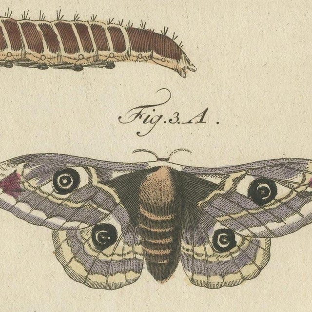 Bertuch, Garden Tiger Moth and Emperor Moth, 1805, Print For Sale - Image 4 of 12