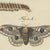 Bertuch, Garden Tiger Moth and Emperor Moth, 1805, Print For Sale - Image 4 of 12