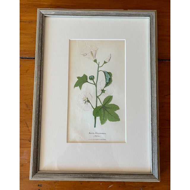 Antique botanic lithograph from 'The Illustrated Botany' published 1846-1847 by JK Wellmann NY. The color lithograph is of...