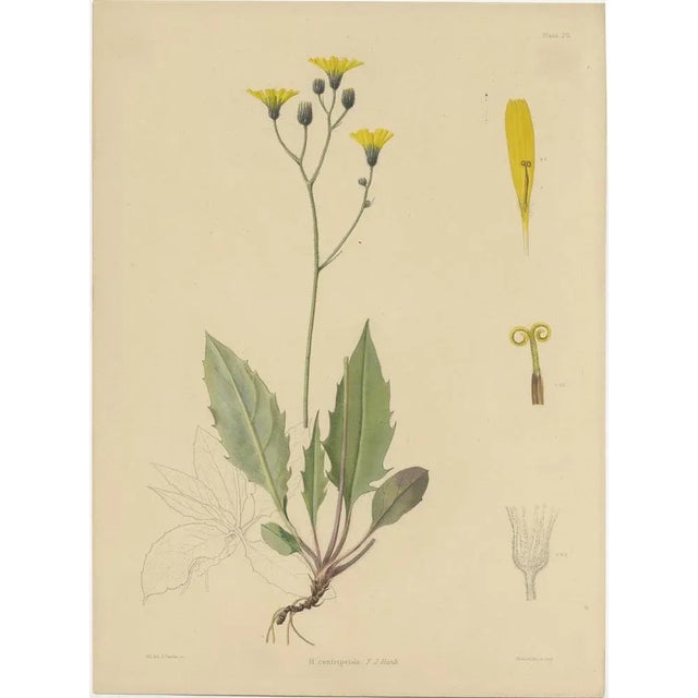 Carter, Botany Illustrations H. Marshalli and Other Flowering Plants, Ink, Set of 3 For Sale - Image 5 of 6