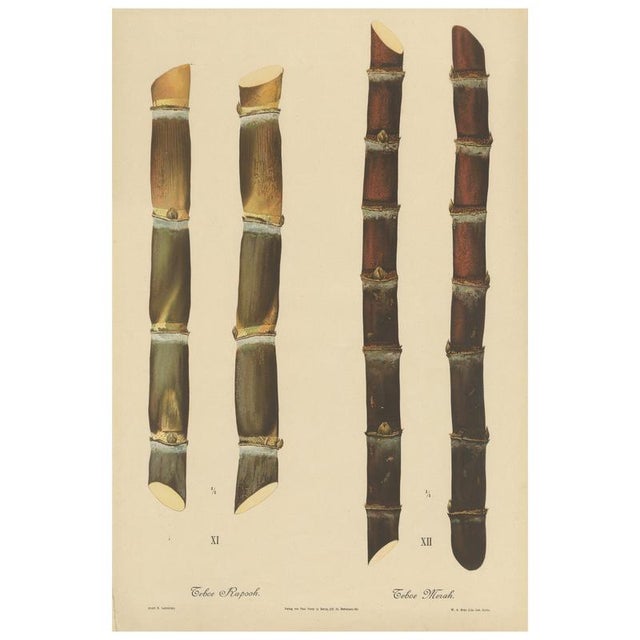 Sugarcane, 1892, Paper For Sale - Image 10 of 10