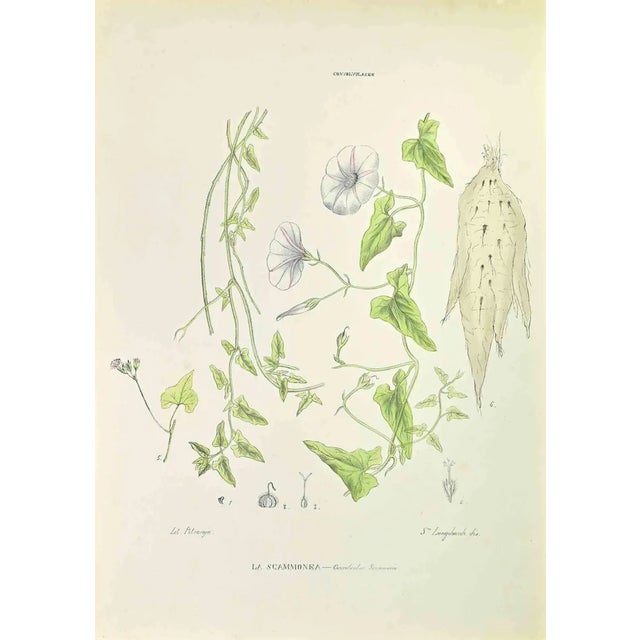 Vincenzo Tenore, The Scammonea, Lithograph, 1870s For Sale