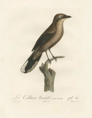 After Louis Jean Pierre Vieillot, Ornithological Study of a Northern Shrike, 1807, Large Hand-Finished Print
