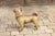 A vintage English composition standing dog sculpture from the 20th century, with glass eyes and red collar. Crafted in...