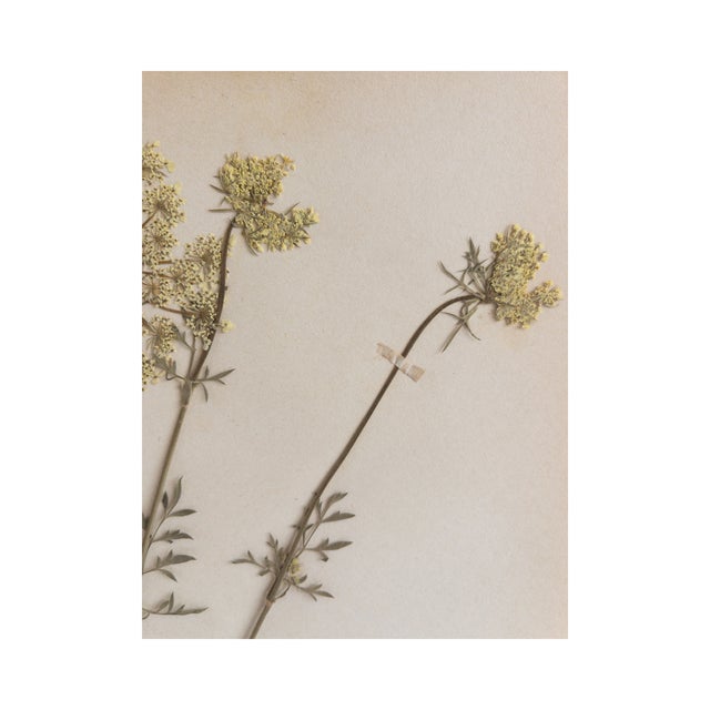 Rustic European Vintage Swedish Herbarium - Queen Anne's Lace/Wild Carrot, Circa 1944 For Sale - Image 3 of 6
