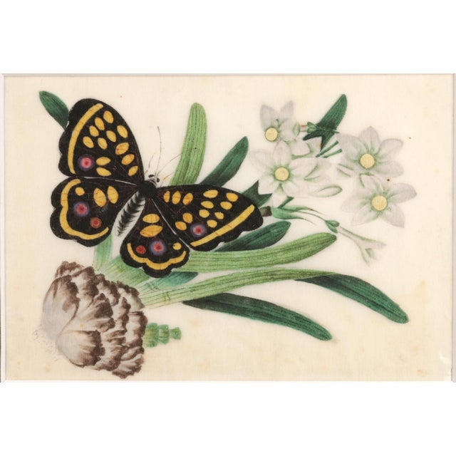 China Trade Pith Paper Paintings of Fruit and Butterflies, a Set of Six For Sale - Image 10 of 14