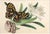 China Trade Pith Paper Paintings of Fruit and Butterflies, a Set of Six For Sale - Image 10 of 14