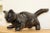 Black Cat Figurine from Vallauris France, 1970s For Sale - Image 16 of 18