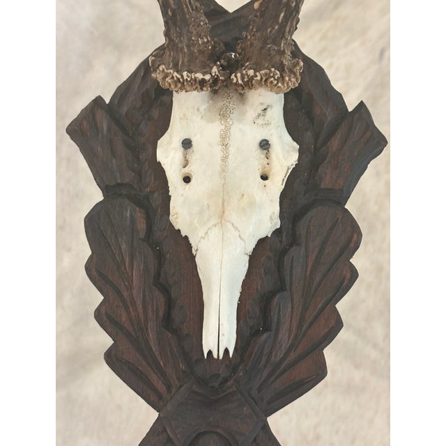 Antique Black Forest Roe Deer Trophy Antler Mount - (#2 of 3 Individual Mounts Listed) For Sale - Image 11 of 12