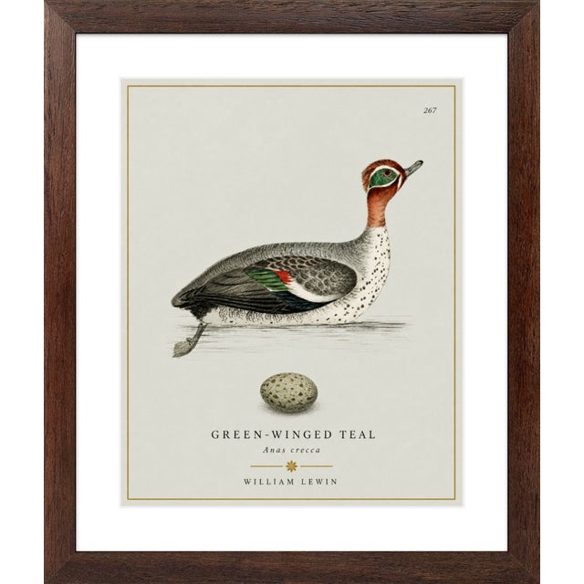 Not Yet Made - Made To Order William Lewin 1789 Waterbirds Fine Art Gallery Board Print - The Green Winged Teal For Sale - Image 5 of 10