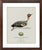 Not Yet Made - Made To Order William Lewin 1789 Waterbirds Fine Art Gallery Board Print - The Green Winged Teal For Sale - Image 5 of 10
