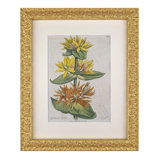 Early 19th Century English Hand Colored Floral Botanical Engraving by William Woodville For Sale