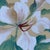 Red Vintage Original Hibiscus Bird Paintings Diptych Chinoiserie Gilt Frames For Sale - Image 8 of 12