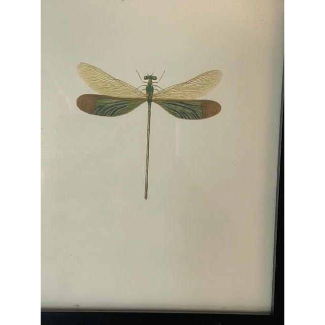 Shabby Chic Dragonfly Chromolithograph in Leather Embossed Frame For Sale - Image 3 of 7