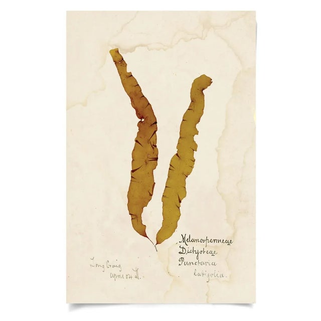 Not Yet Made - Made To Order Capistrano Seaweed, Small, Unframed Artwork - Set Of 12 For Sale - Image 5 of 13