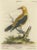 Seligmann, Regal Golden Thrush Perched, 1749, Print For Sale