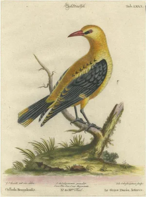 Seligmann, Regal Golden Thrush Perched, 1749, Print