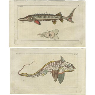Ratfish and Sea Sturgeon, 1832, Paper, Set of 2 For Sale