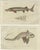 Ratfish and Sea Sturgeon, 1832, Paper, Set of 2 For Sale