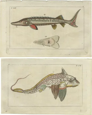 Ratfish and Sea Sturgeon, 1832, Paper, Set of 2
