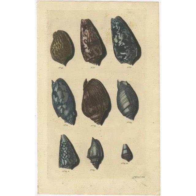 Various Sea Shells and Molluscs, 1726, Paper, Set of 4 For Sale - Image 3 of 6