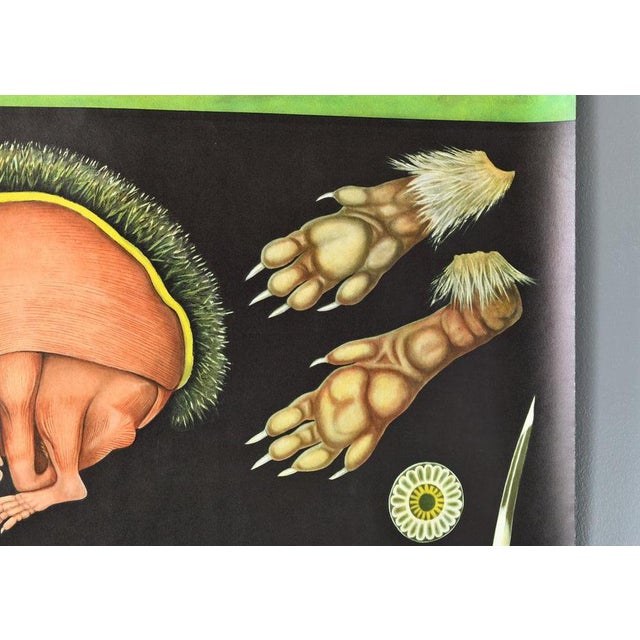 Wall Chart of the Hedgehog by Jung Koch Quentell, 1970s For Sale - Image 3 of 8