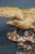 Large Mid-Century Modern Hand Carved Walnut Eagle Sculpture on Burl Wood Base For Sale - Image 4 of 12