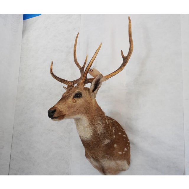Spotted Deer Head & Bust / Shoulder Mount 3 points on each side ~26" tall ant The chital also called spotted deer and axis...