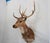 Spotted Deer Head & Bust / Shoulder Mount 3 points on each side ~26" tall ant The chital also called spotted deer and axis...