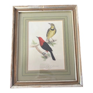 Circa 1880 Colorful Handpainted Lithograph of Birds, Framed For Sale
