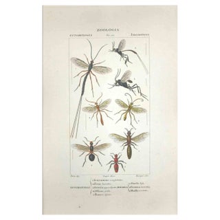 Pierre Jean François Turpin, Hymenoptera, Etching, 1831 For Sale
