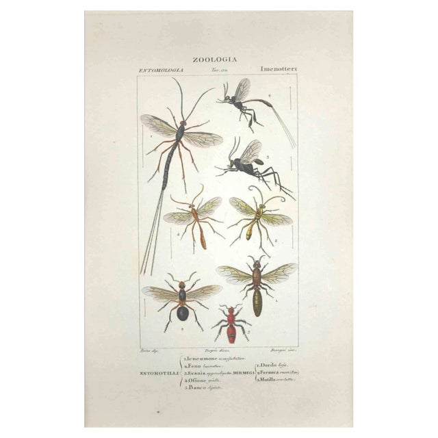 Pierre Jean François Turpin, Hymenoptera, Etching, 1831 For Sale