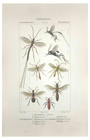 Pierre Jean François Turpin, Hymenoptera, Etching, 1831