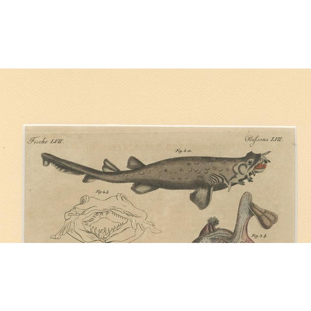 Paper Bertuch, Seahorse, Frilled Shark & Curious Fish, 1821, Engraving For Sale - Image 7 of 9
