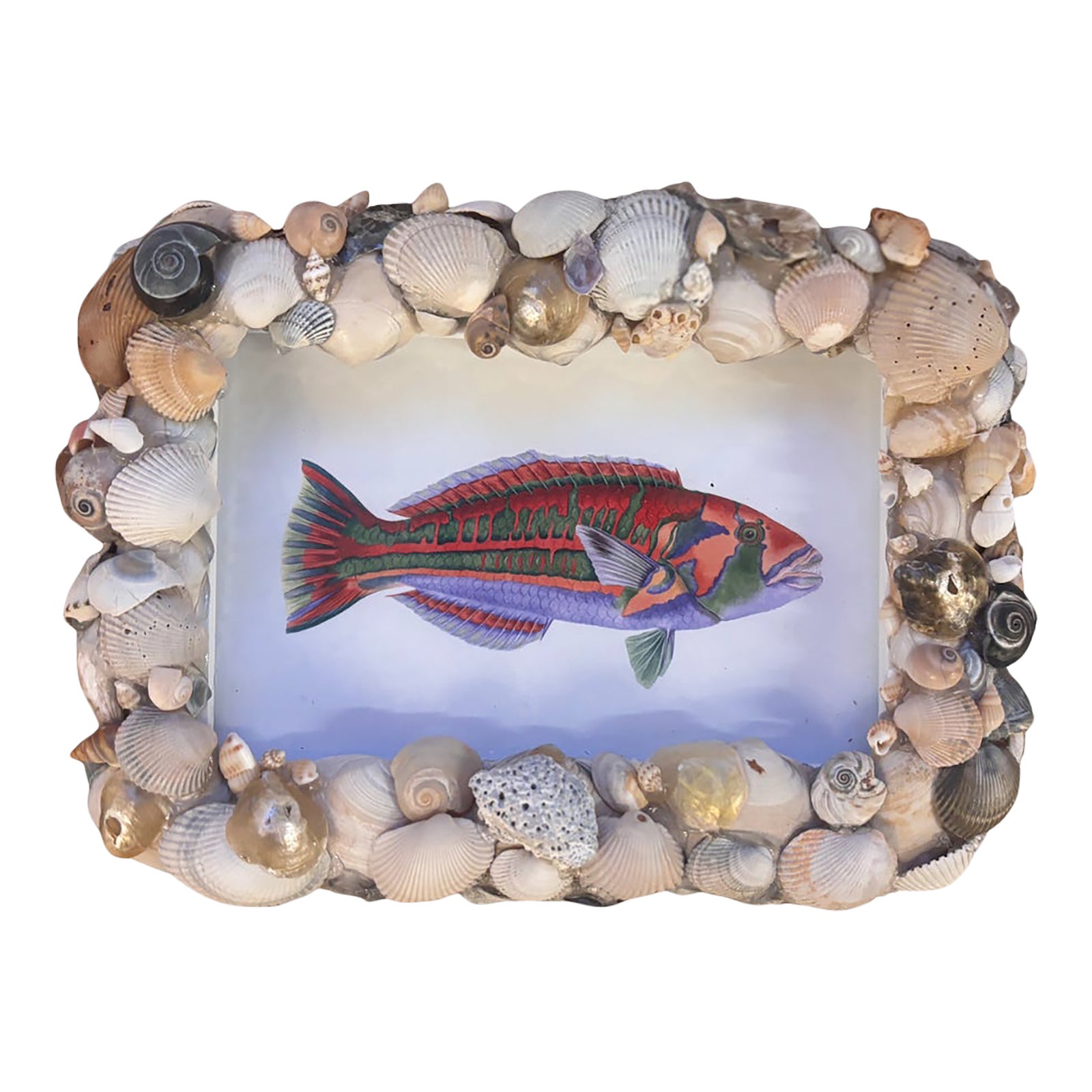 Polynesian Fish in Handmade Shell Frame | Chairish