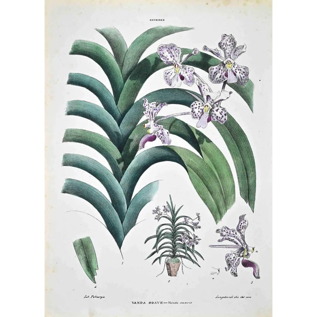 Vincenzo Tenore, The Orchids, Lithograph, 1870s For Sale